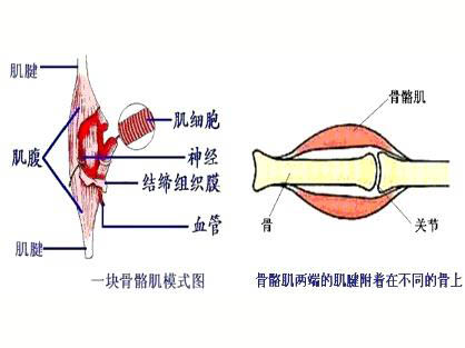 運動性骨骼肌微損傷的特性